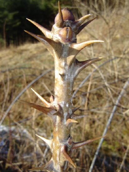 겨울을 이겨 낸 엄나무 